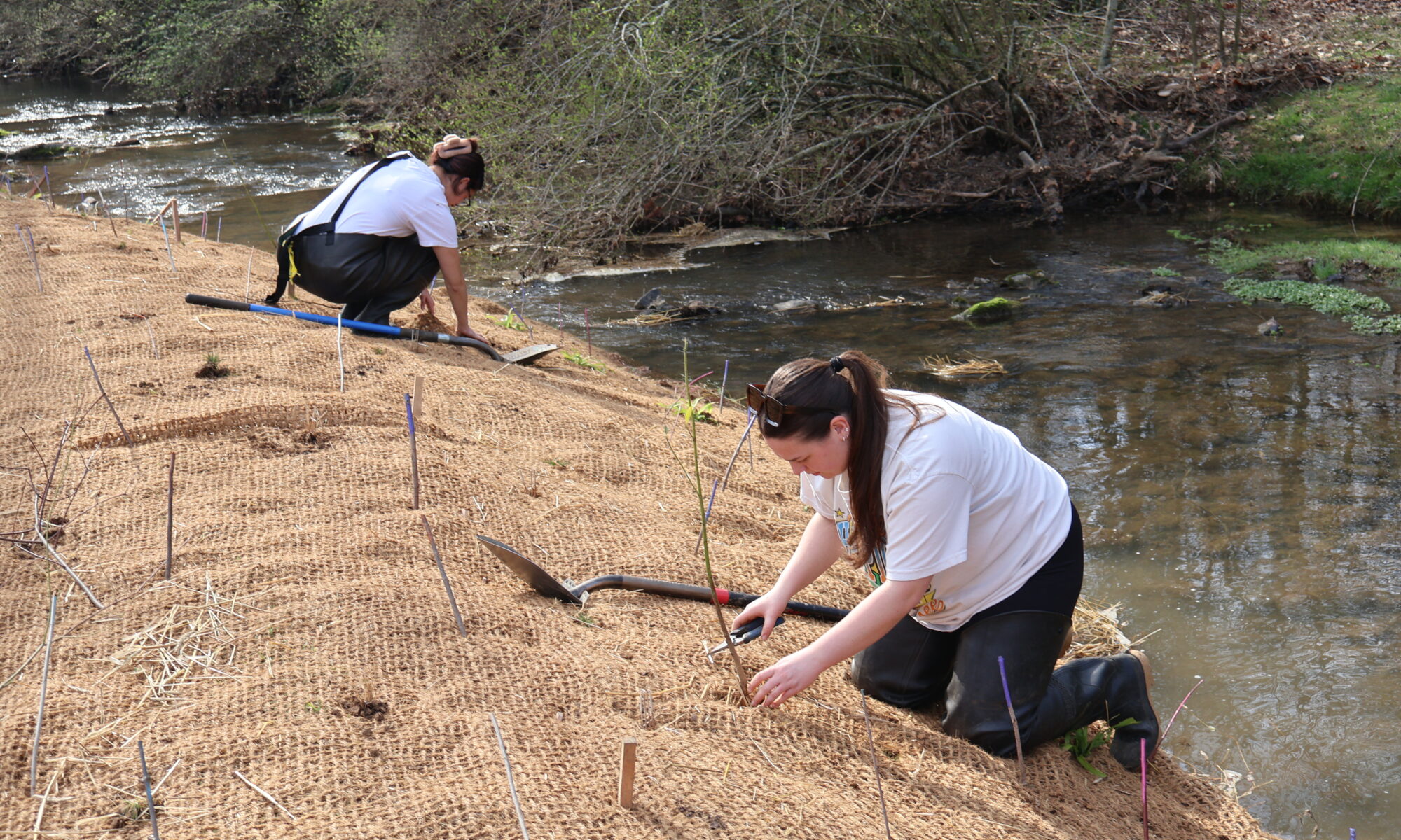 Students planting things near a stream