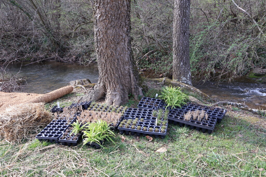 Potted plants near trees