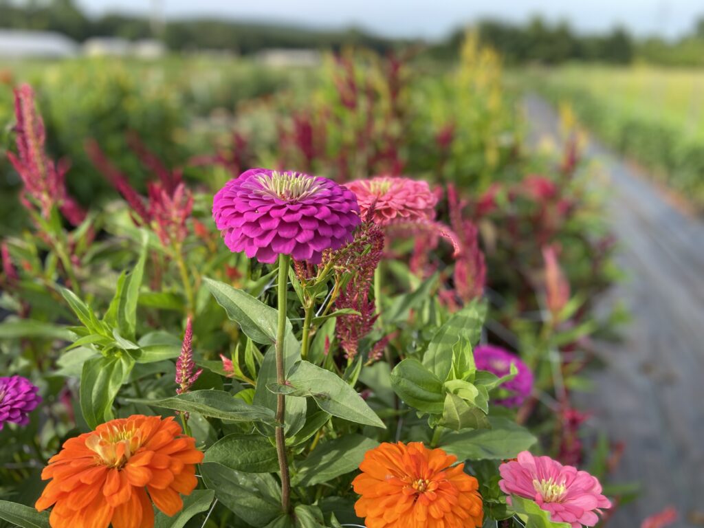 Close-up photo of flowers