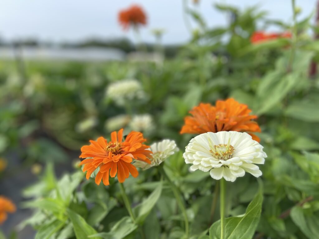 Photos of flowers in a field