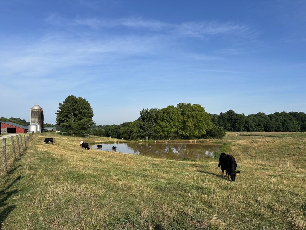Photo of cows grazing at a farm with water nearby
