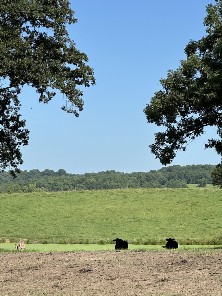 Two cows in the distance at a farm