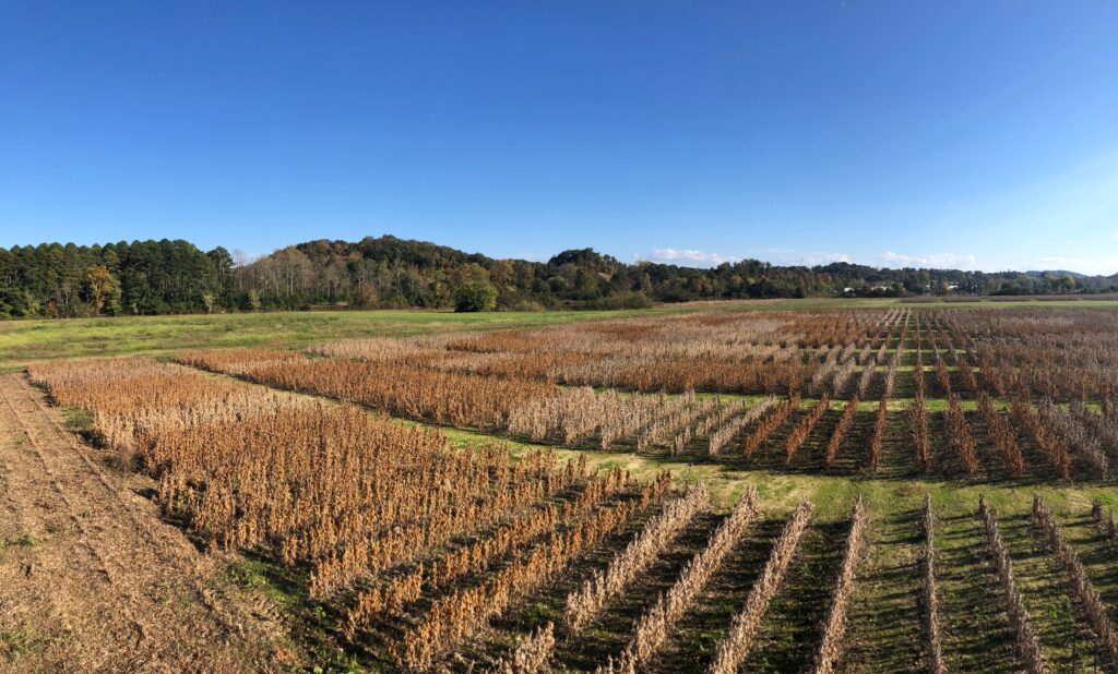Crops field