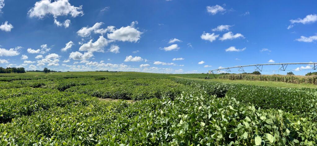 Field of crops