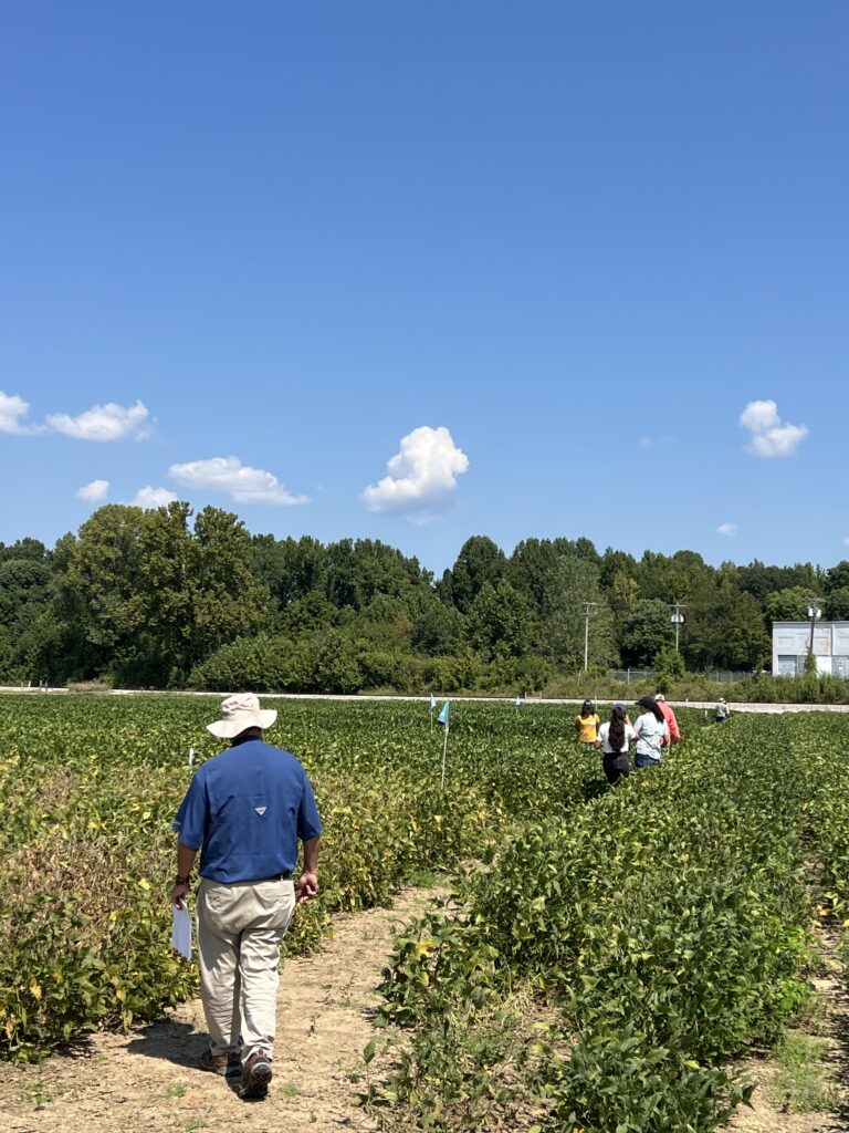 People walking through a row of crops
