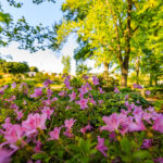 UT Gardens with pink flowers in the forefront and trees in the background