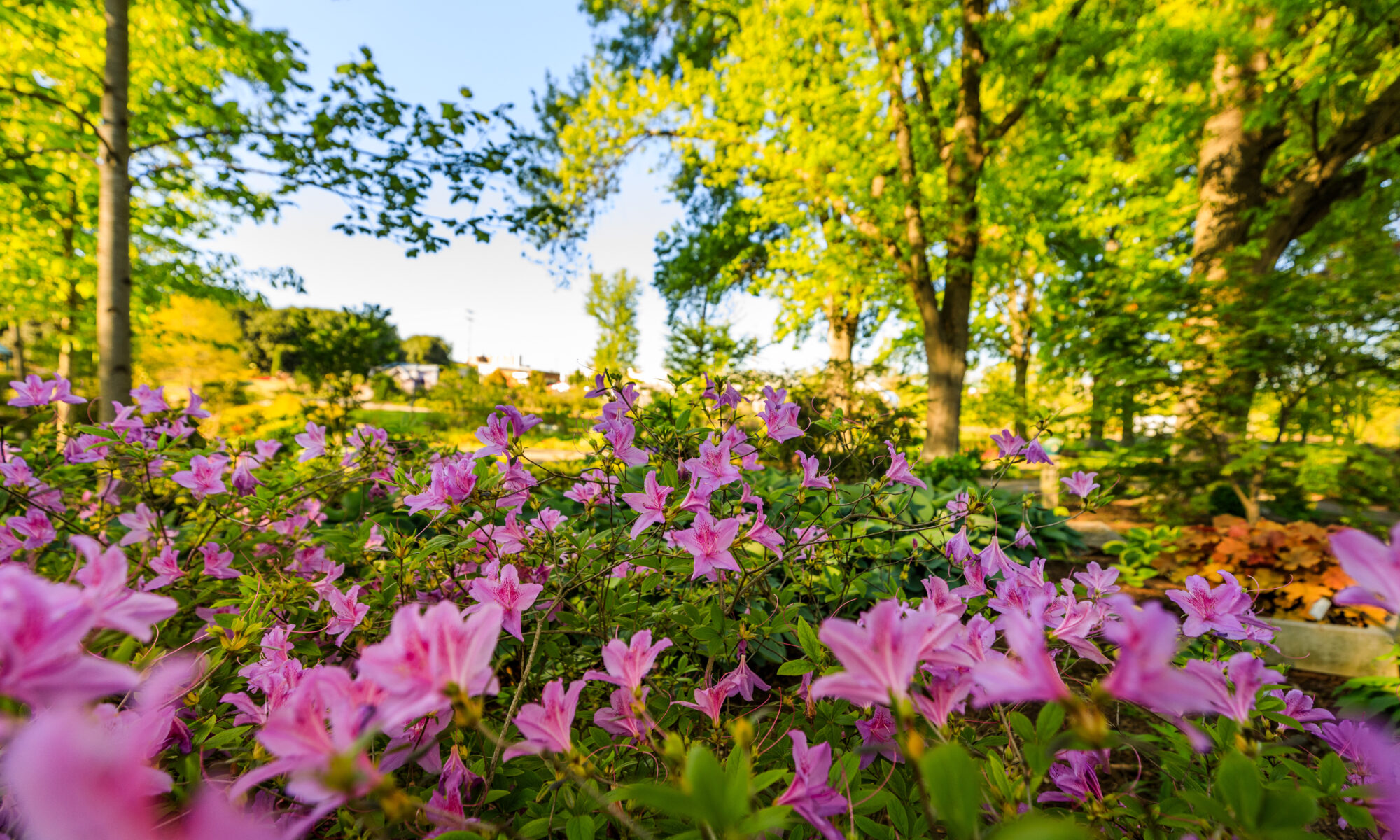 UT Gardens with pink flowers in the forefront and trees in the background