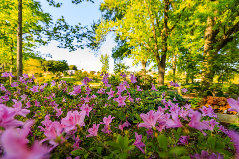 UT Gardens with pink flowers in the forefront and trees in the background